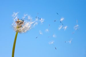 Tips To Avoid Summer Allergies