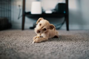Benefits of Carpet Cleaning for Businesses and Landlords
